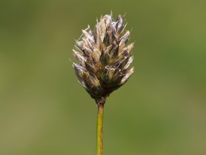 Sesleria caerulea - Blue Moor-grass - älväxing