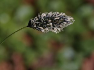 Sesleria heufleriana - Balkan Blue-grass - vårälväxing