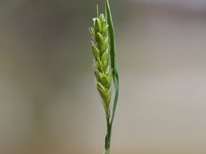 Setaria viridis - Green Bristle-grass - kavelhirs