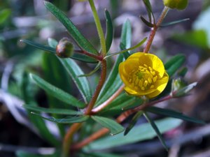 Ranunculus auricomus - Goldilocks Buttercup - majsmörblomma
