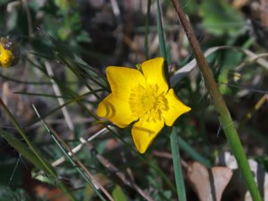 Ranunculus bulbosus - Bulbous Buttercup - knölsmörblomma