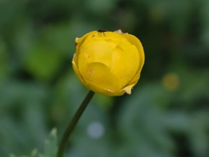 Trollius europaeus - Globeflower - smörbollar