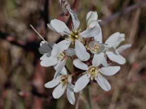 Amelanchier lamarckii - Juneberry - prakthäggmispel