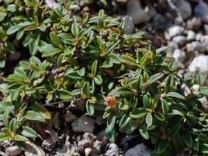 Cotoneaster × suecicus - Swedish Cotoneaster - skogholmsoxbär