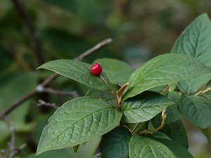 Cotoneaster bullatus - Hollyberry Cotoneaster - rynkoxbär