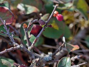 Cotoneaster canescens - alvaroxbär