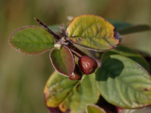 Cotoneaster tomentosus - Brickberry Cotoneaster - ulloxbär