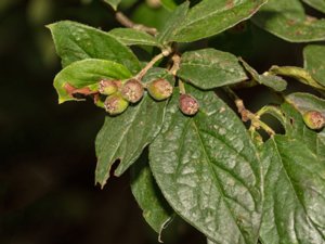 Cotoneaster villosulus - Lleyn Cotoneaster - spetsoxbär