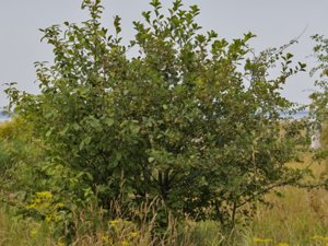 Crataegus × persimilis - sylhagtorn
