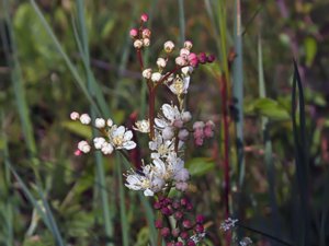 Filipendula vulgaris - Dropwort - brudbröd