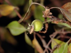 Malus prunifolia - Plum-leaved Apple - sibirisk apel