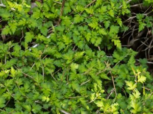 Neillia incisa - Lace-shrub - stefanandra