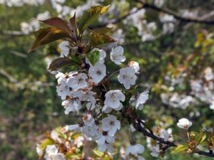 Prunus avium - Wild Cherry - sötkörsbär