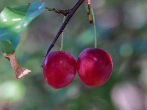 Prunus cerasus - Dwarf Cherry - surkörsbär