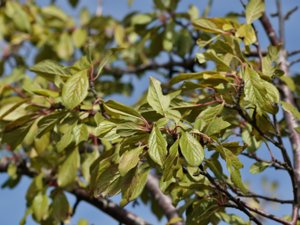 Prunus domestica - Wild Plum - krikon-plommon