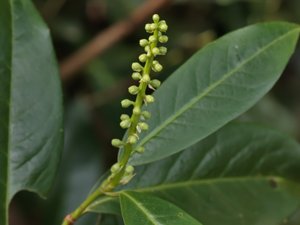 Prunus laurocerasus - Cherry Laurel - lagerhägg