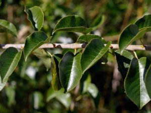 Prunus mahaleb - St Lucie Cherry - vejksel