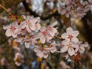 Prunus sargentii - Sargent's Cherry - bergkörsbär