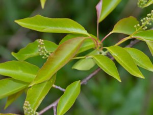 Prunus serotina - Rum Cherry - glanshägg