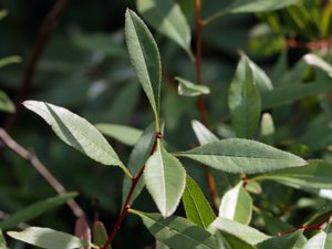 Prunus tenella - Dwarf Russian Almond - dvärgmandel
