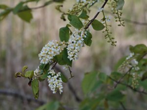 Prunus virginiana - Chokecherry - virginiahägg