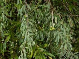 Pyrus salicifolia - Willow-leaved Pear - vitbladigt päron