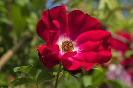 Rosa × kordesii