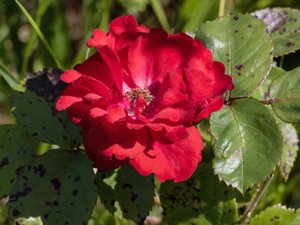 Rosa gallica - Red Rose - provinsros
