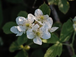 Rubus allanderi - Allanders björnbär