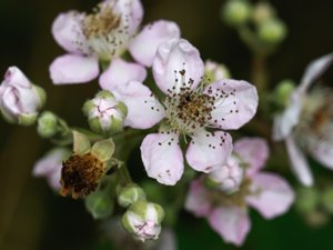 Rubus armeniacus - Giant Blackberry - armeniskt björnbär