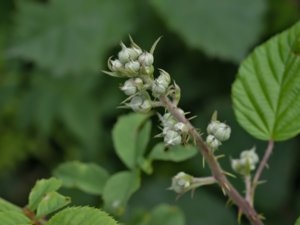 Rubus bifrons - Himalayan Blackberry - banbjörnbär