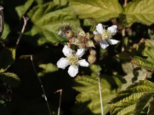 Rubus caesius - Dewberry - blåhallon