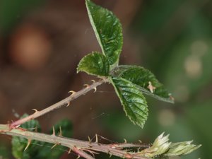 Rubus divaricatus - glansbjörnbär