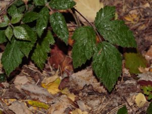 Rubus echinatus - Echinate Bramble - engelskt björnbär