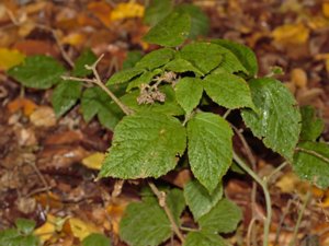 Rubus flaccidifolius - slokbjörnbär