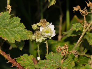 Rubus friesianus - falkbjörnbär