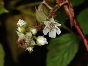 Rubus hallandicus - hallandsbjörbär
