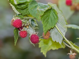 Rubus idaeus - Raspberry - hallon