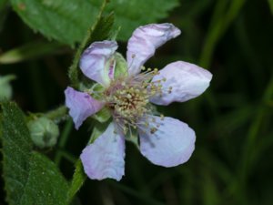 Rubus insularis - luddbjörnbär