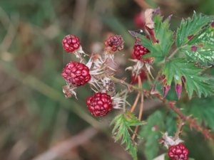 Rubus laciniatus - Parsley-leaved Bramble - flikbjörnbär