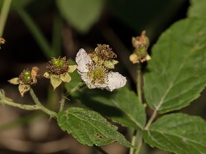 Rubus lamprocaulos - naggbjörnbär