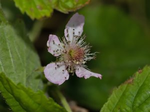 Rubus norvegicus - västkustbjörnbär