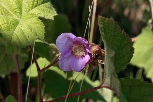 Rubus odoratus - Purple-flowered Raspberry - rosenhallon