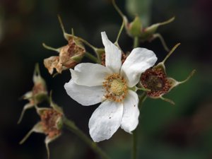 Rubus parviflorus - Thimbleberry - nutkahallon