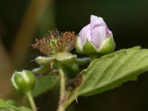 Rubus plicatus - Plaited-leaved Bramble - sötbjörnbär