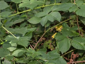 Rubus pruinosus - hallonbjörnbär