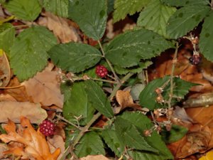 Rubus radula - Hairy Bramble - raspbjörnbär