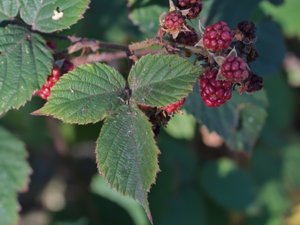 Rubus sciocharis - skuggbjörnbär