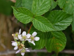 Rubus soendrumensis - söndrumbjörnbär