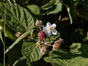 Rubus tiliaster - lindbjörnbär